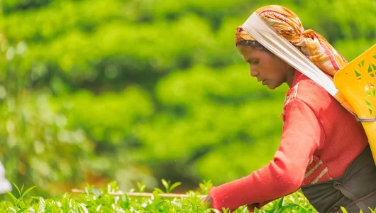 Sri Lankan agriculture worker